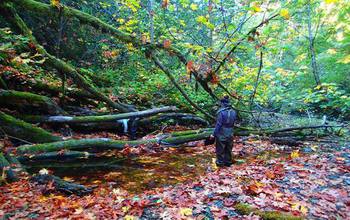 scientist in the forest